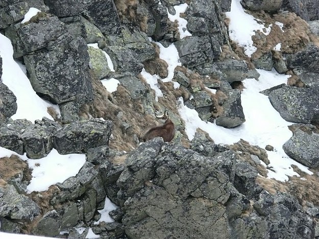 Wysoko w Tatrach też jest mało śniegu. &nbsp; /fot. Jan Latała /RMF FM
