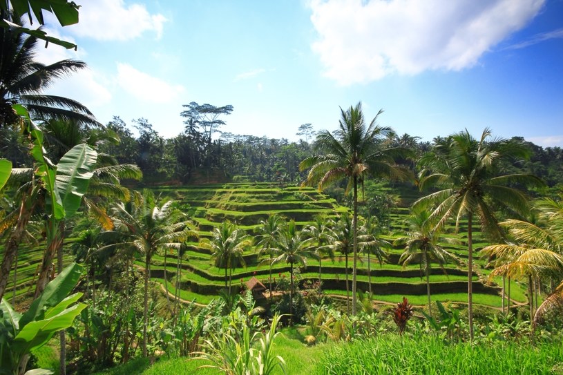 Wyspa Bali to przepiękne tarasy ryżowe. /123RF/PICSEL