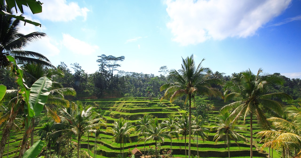 Wyspa Bali to przepiękne tarasy ryżowe. /123RF/PICSEL
