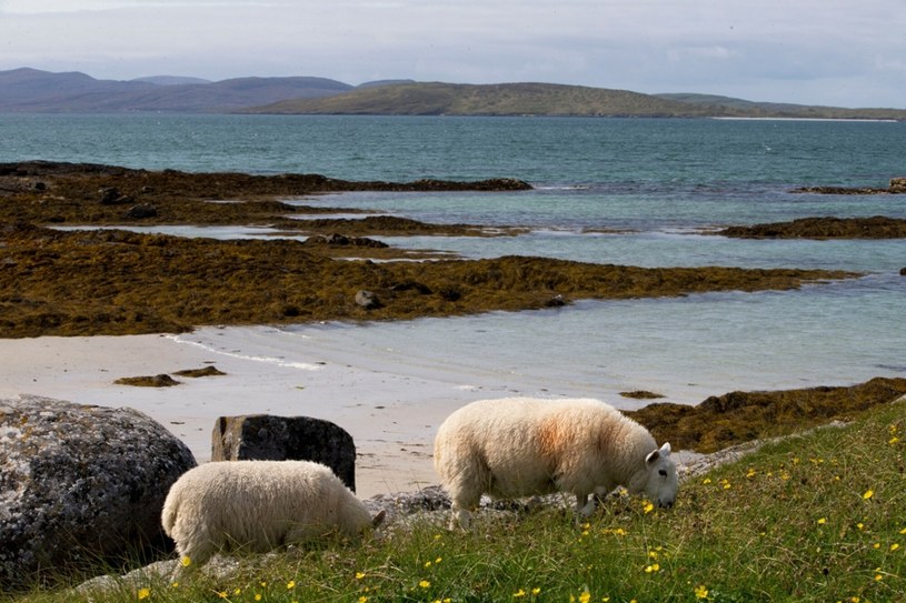 Wyspa Benbecula kusi ciekawą ofertą pracy. /Rex Features/EAST NEWS /East News