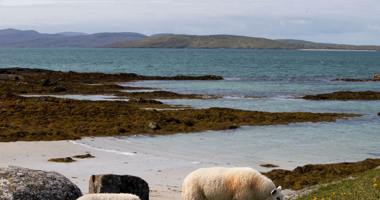 Wyspa Benbecula kusi ciekawą ofertą pracy. /Rex Features/EAST NEWS /East News