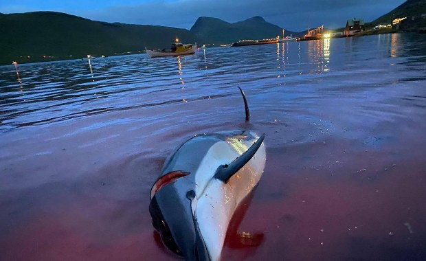 Wyspy Owcze ograniczą rzeź delfinów. Zabitych zostanie "tylko" 500 sztuk