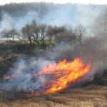 Wystąpiła nawet burza ogniowa. Pożar w Mrzeżynie opanowany