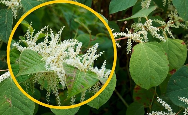 Wystarczy 1 cm tej rośliny. To najniebezpieczniejszy chwast na świecie