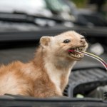 ​Wystarczy jeden trik, aby odstraszyć kuny od twojego auta!