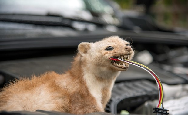 ​Wystarczy jeden trik, aby odstraszyć kuny od twojego auta!
