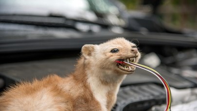​Wystarczy jeden trik, aby odstraszyć kuny od twojego auta!