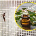 Wystarczy kilka kropel i komary masz z głowy. Dowiedzione naukowo