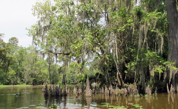 Wystarczy nie niszczyć. "Mokradła chronią nas przed powodziami"