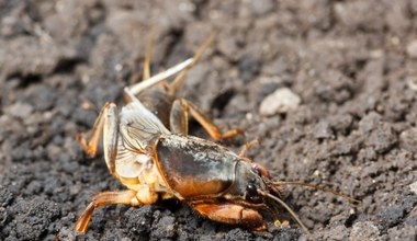 Wystarczy wziąć odrobinę z kuchni. Wlej do tunelu i poradź sobie z turkuciem raz, dwa   