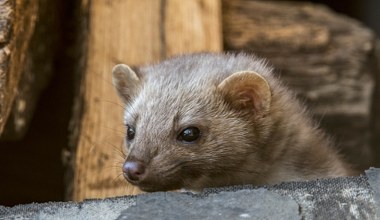 Wystarczy, że położysz w domu. Kuny będą uciekać, gdzie pieprz rośnie