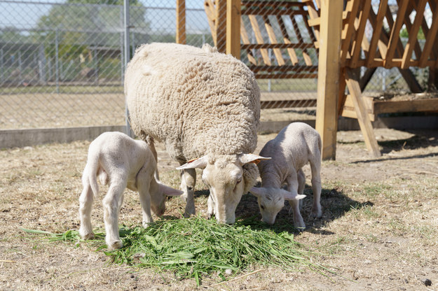 Wystarczyła chwila nieuwagi i po 150 dniach na świat przyszły małe owieczki. /Zachodniopomorski Uniwersytet Technologiczny   /