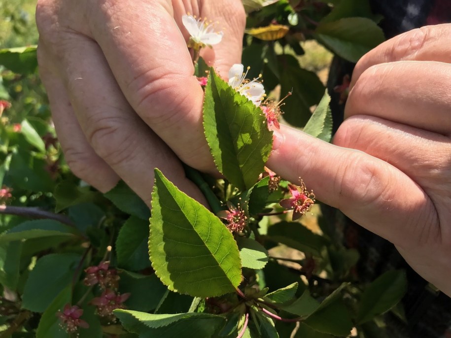 Wystarczyła jedna noc przymrozków, żeby zniszczyć część upraw /Krzysztof Kot /RMF FM