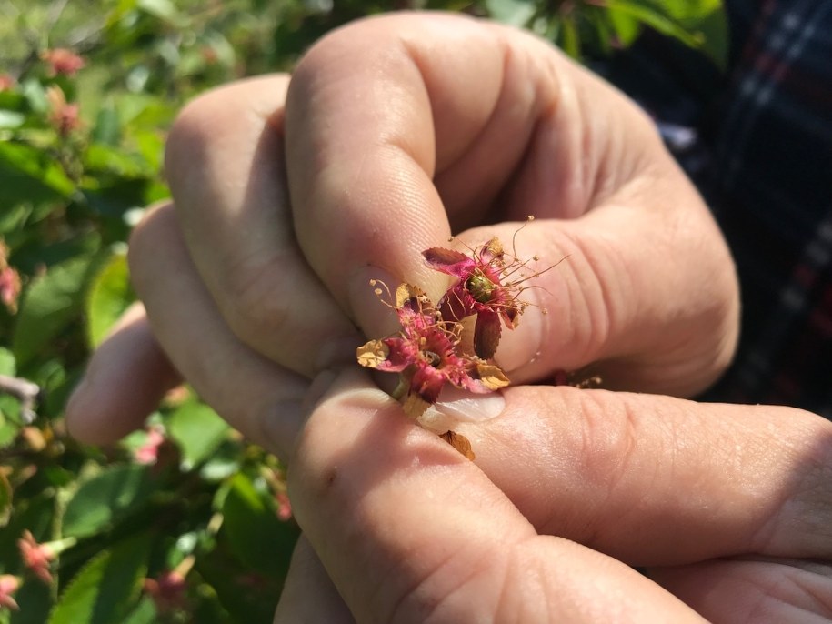 Wystarczyła jedna noc przymrozków, żeby zniszczyć część upraw /Krzysztof Kot /RMF FM