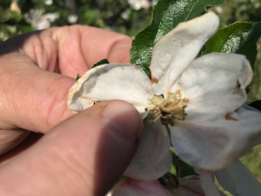 Wystarczyła jedna noc przymrozków, żeby zniszczyć część upraw /Krzysztof Kot /RMF FM