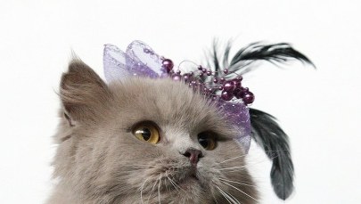 Wystawa kotów w Kirgistanie