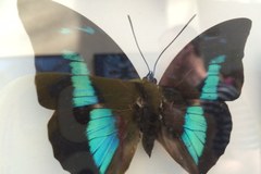 Wystawa motyli w łódźkiej Palmiarni