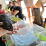 Wystawa Szczurów Rodowodowych w Pruszkowie