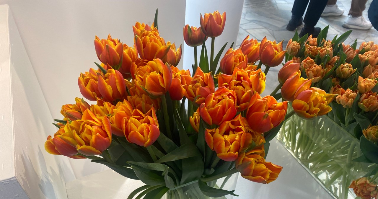 Wystawa tulipanów w wilanowskiej oranżerii