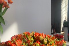 Wystawa tulipanów w wilanowskiej oranżerii