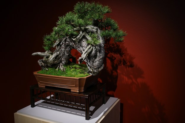 Wystawy "Ikebana" i "Bonsai" w Galerii Europa Daleki Wschód w krakowskim centrum Manggha /	Łukasz Gągulski /PAP