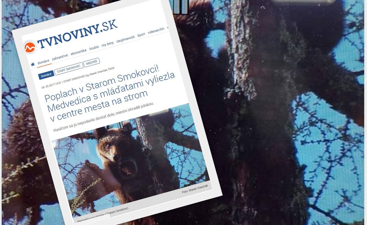 Wystraszone niedźwiedzie wdrapały się na drzewo w centrum słowackiego miasta