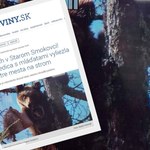 Wystraszone niedźwiedzie wdrapały się na drzewo w centrum słowackiego miasta