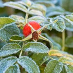 Wysusz i schowaj w portfelu. Pieniądze przyjdą do ciebie same jeszcze przed świętami 