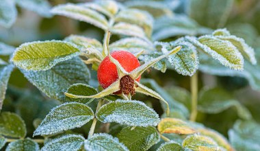 Wysusz i schowaj w portfelu. Pieniądze przyjdą do ciebie same jeszcze przed świętami 