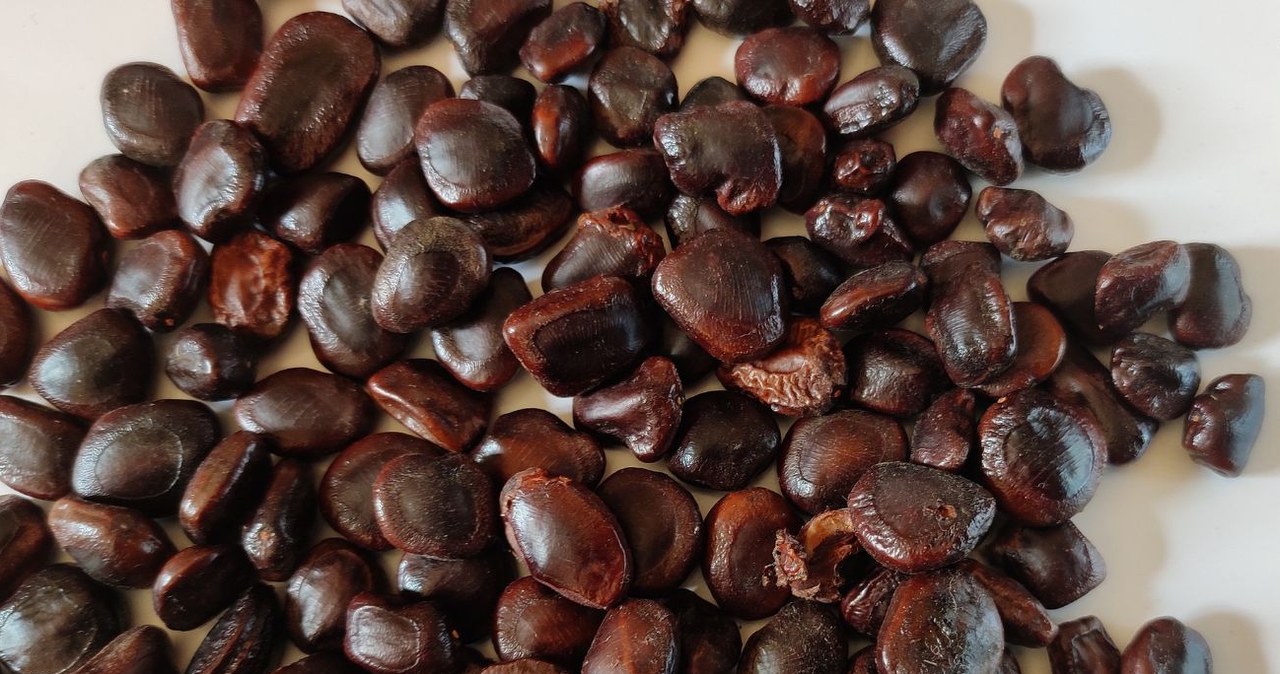Wysuszone ziarno tego owocu przypomina wyglądem kasztany. /Kiruba Arun /Canva Pro