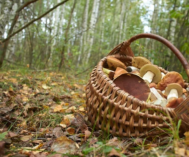 Wysyp borowików, koźlarzy i maślaków. W tych lasach w majówkę będzie dużo grzybów