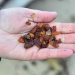 Wysyp bursztynów nad Bałtykiem. Ekspert radzi, jak je znaleźć
