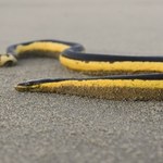 Wysyp groźnych węży na plaży. Przyciąga je to, co unosi się na wodzie