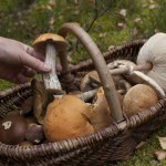 pomorskie Wysyp grzybów na Pomorzu. W tych lasach jest najwięcej koźlarzy i kurek