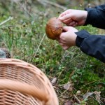 wysyp grzybów Wysyp grzybów na Śląsku trwa. Te lasy wybierają doświadczeni grzybiarze