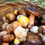 Wysyp grzybów w maju. Z tych lasów grzybiarze wychodzą z pełnymi koszami 