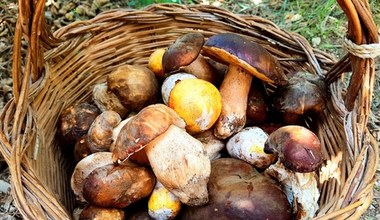 Wysyp grzybów w maju. Z tych lasów grzybiarze wychodzą z pełnymi koszami 