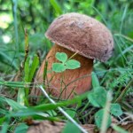 Wysyp grzybów w okolicy Kielc. W tych lasach grzybiarze znajdują najwięcej