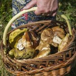 Wysyp grzybów w okolicy Krakowa. W tych lasach obrodziło po deszczu
