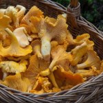 Wysyp grzybów w okolicy Piły. Jest ich tyle, co jesienią