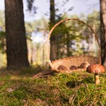 Wysyp grzybów w polskich lasach. Leśnicy zwracają uwagę na jeden szczegół