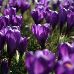 krokusy Roślina chroniona.