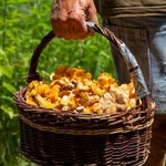Wysyp kurek w polskich lasach. Grzybiarze wracają do domów z pełnymi koszami 