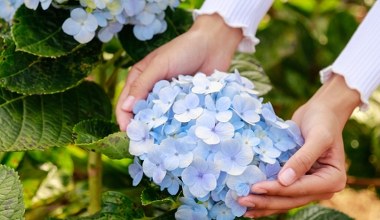 Wysyp pod hortensje, a nie pożałujesz. To najlepsza ściółka pod kwiaty