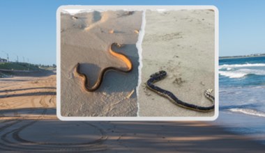 Wysyp wielkich węży morskich na plaży. Są bardzo jadowite