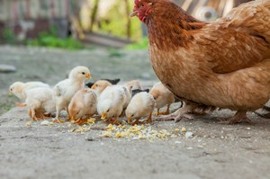 Wysypiska pełne kości kur. Powstanie z nich pasta i trafi do naszego jedzenia