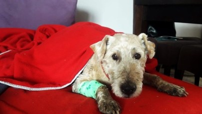 Wyszedł z domu i ślad po nim zaginął. Policjanci uratowali teriera