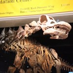 Wyszedł z psem, znalazł tytanozaura. Szkielet ma 70 mln lat