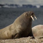 Wyszli do ogrodu i oniemieli. Arktyczne zwierzę spało na posesji 