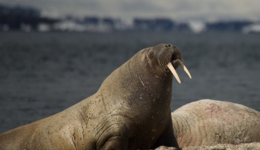 Wyszli do ogrodu i oniemieli. Arktyczne zwierzę spało na posesji 